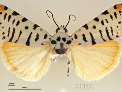 dorsal view of adult Tarache idella