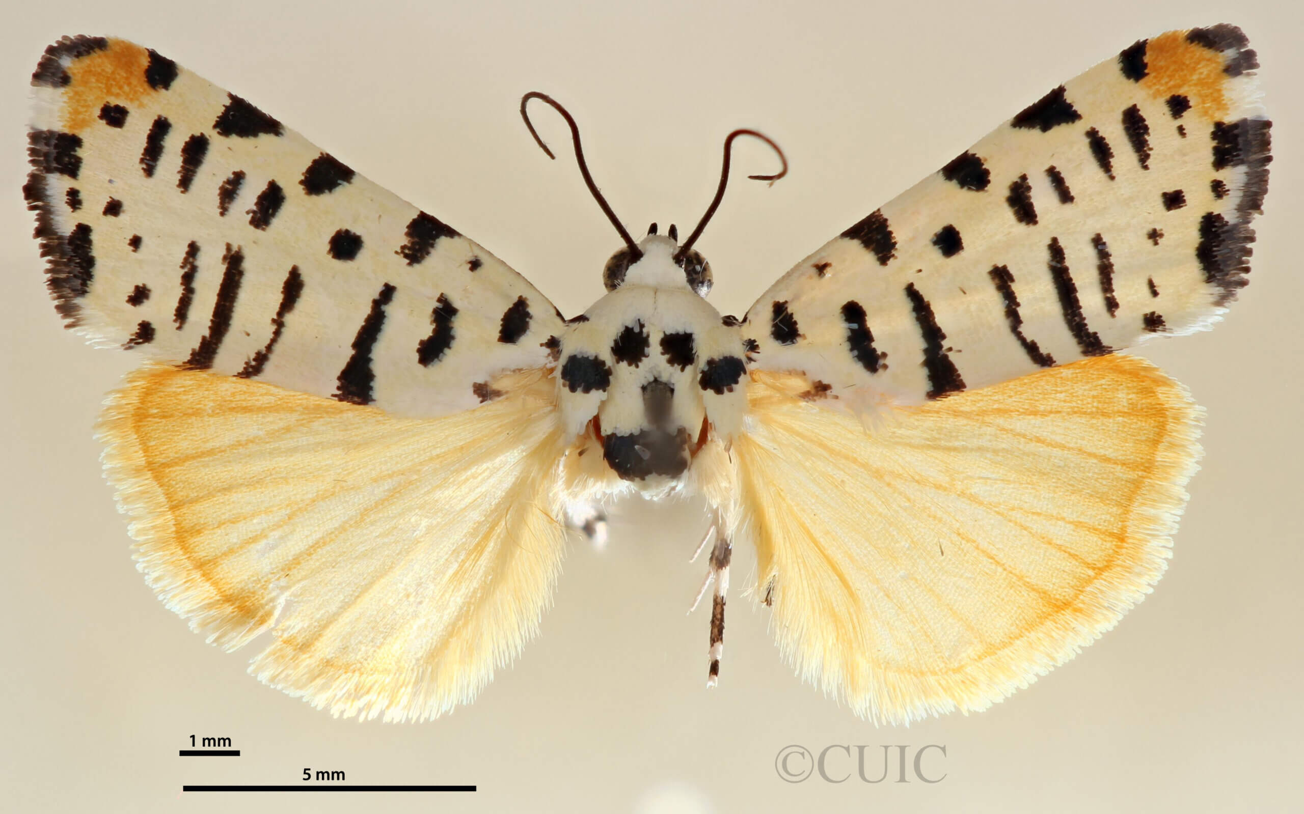 dorsal view of adult Tarache idella