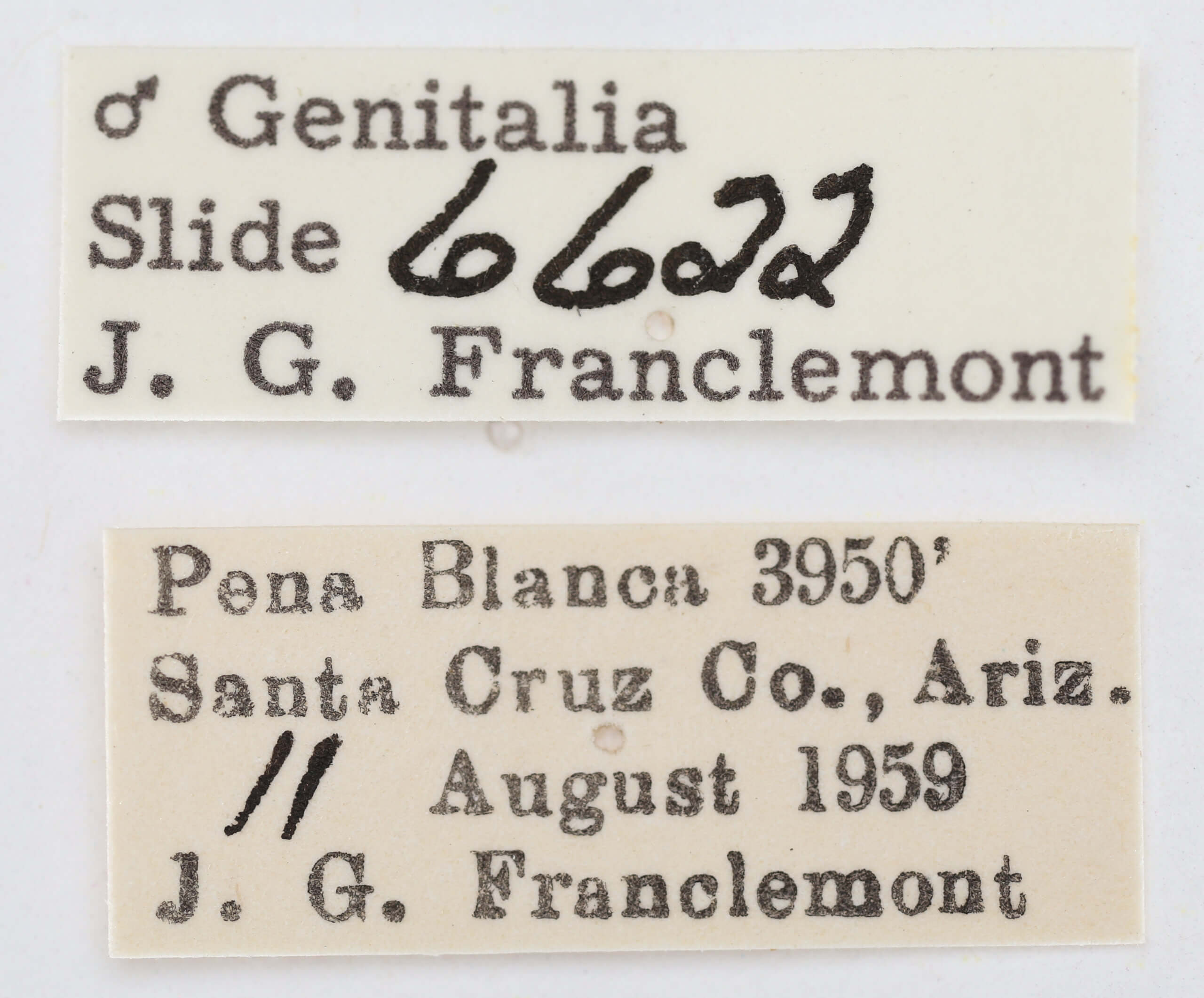 label view of adult Ponometia elegantula