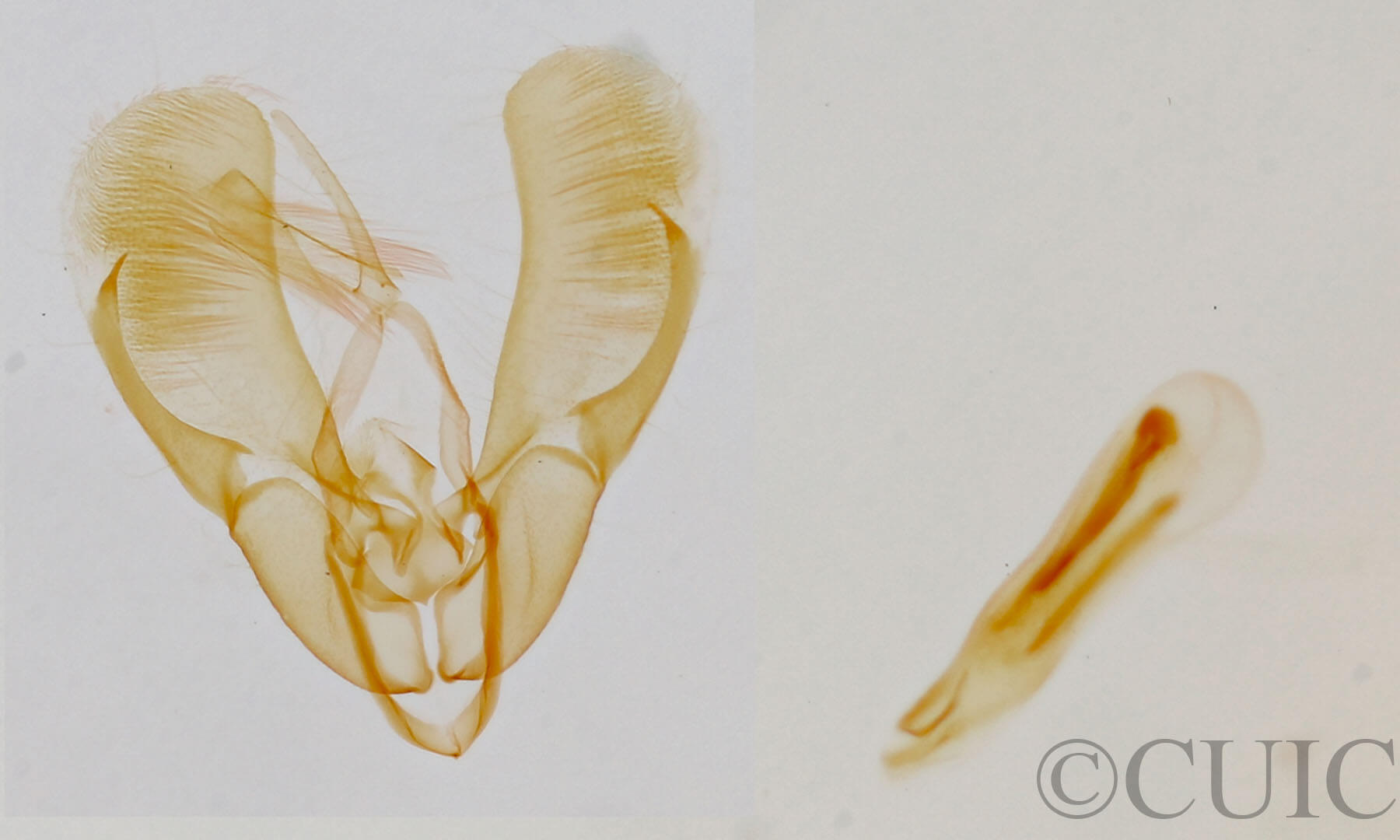 genitalia view of adult Ponometia elegantula