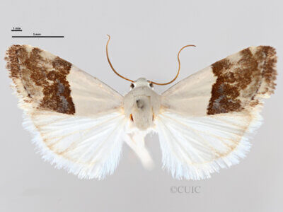 dorsal view of adult Ponometia elegantula