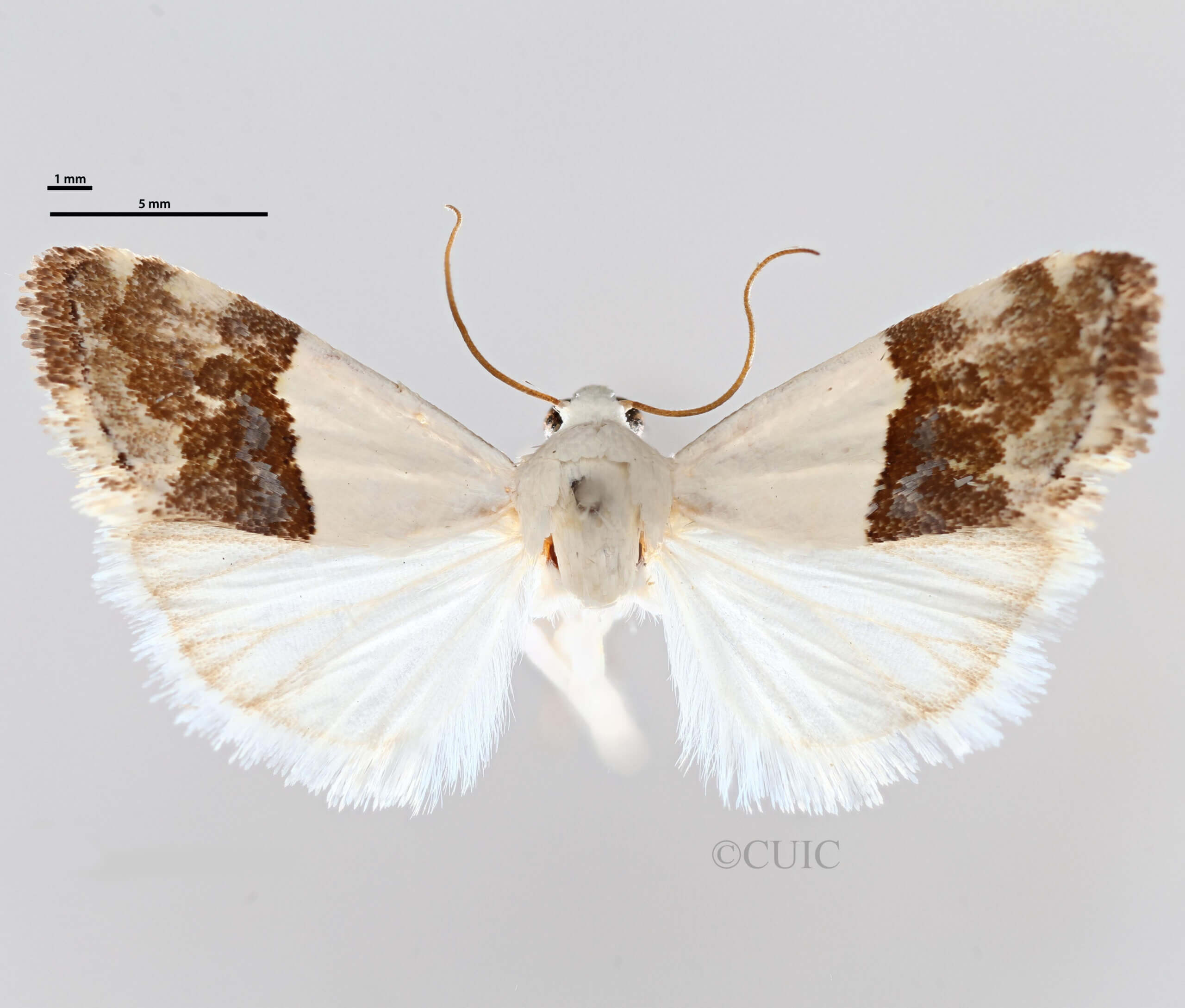 dorsal view of adult Ponometia elegantula