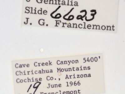 label view of adult Ponometia elegantula