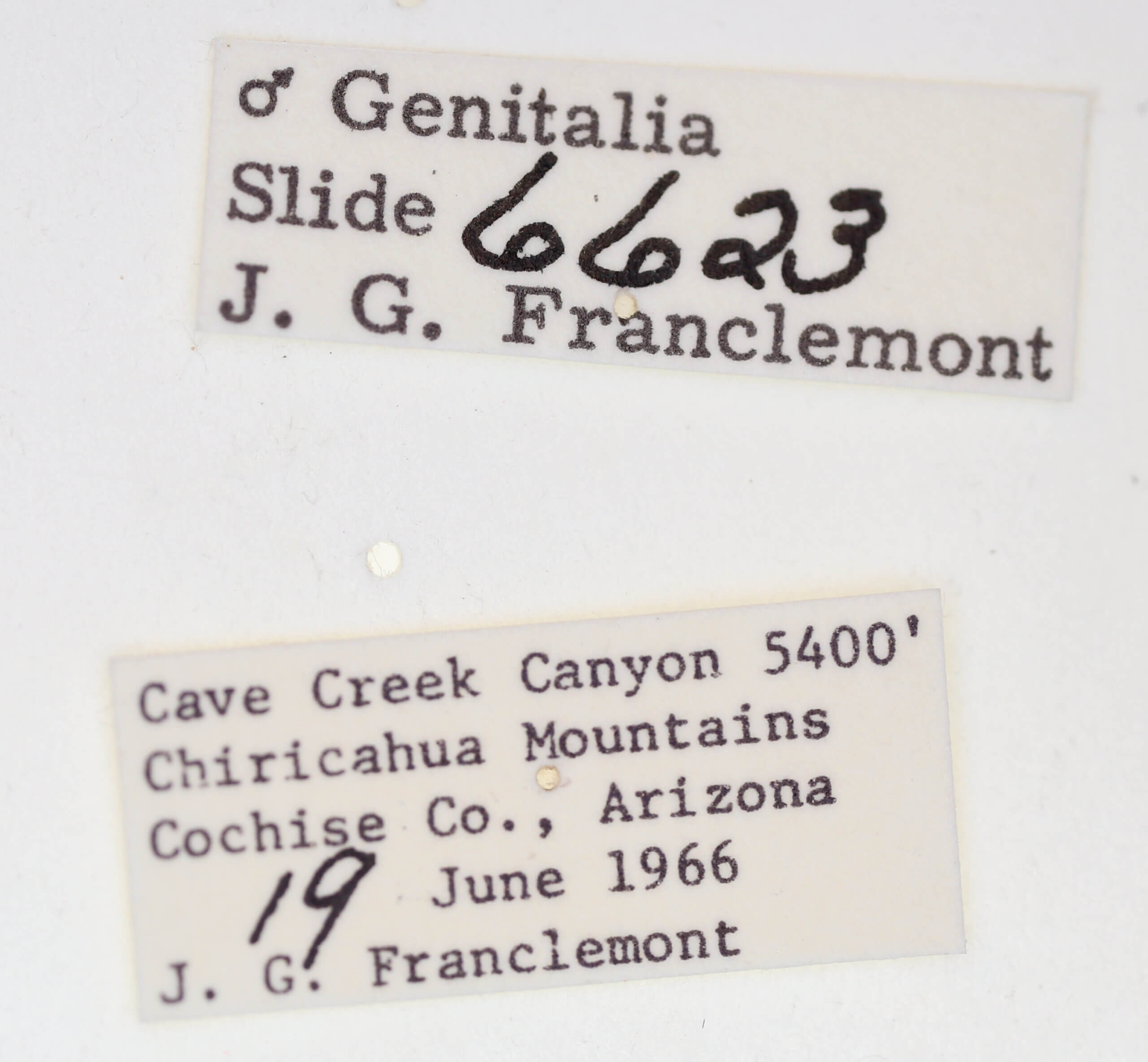 label view of adult Ponometia elegantula