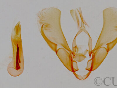 genitalia view of adult Ponometia elegantula
