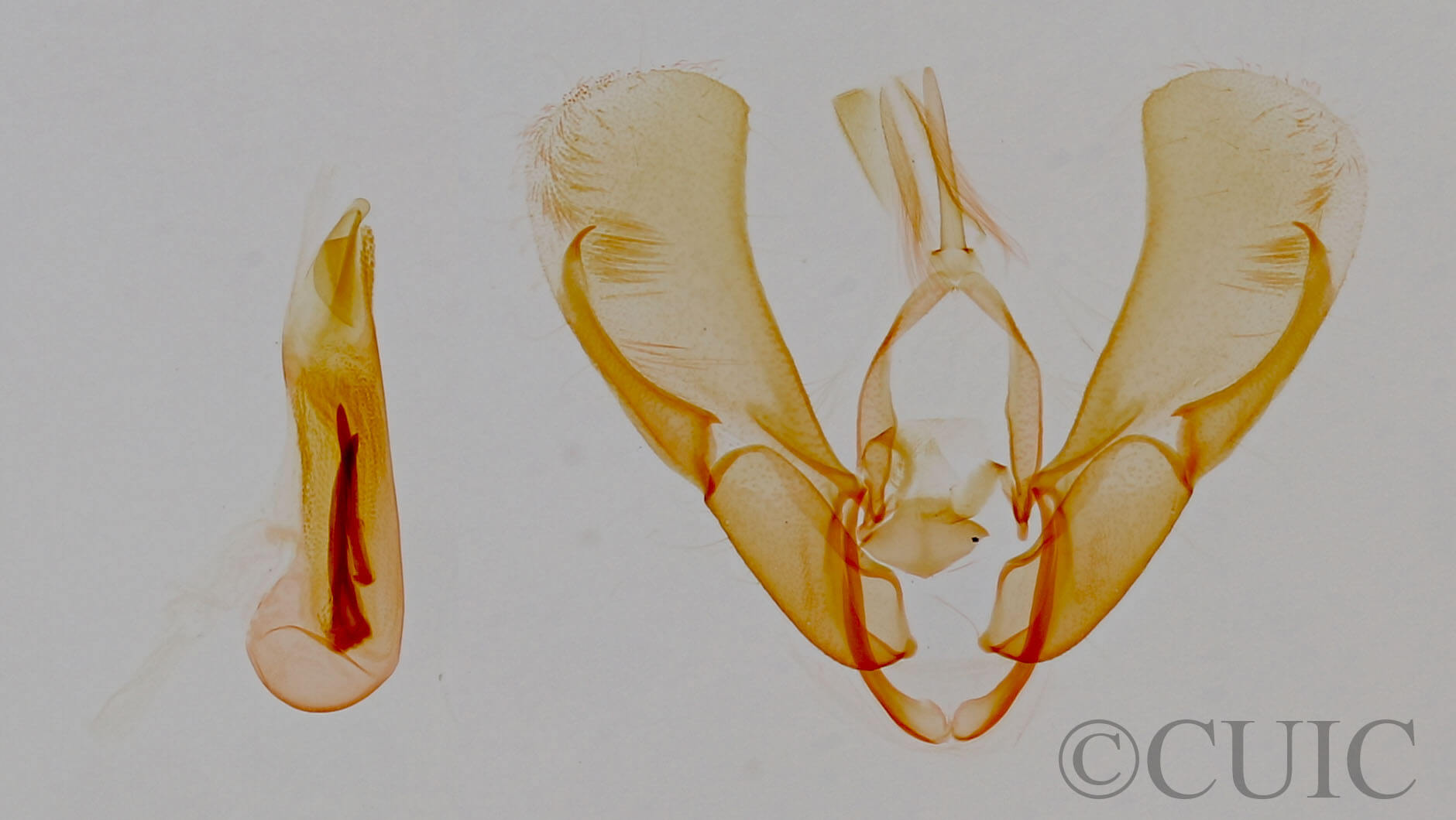 genitalia view of adult Ponometia elegantula