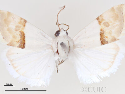 dorsal view of adult Ponometia elegantula