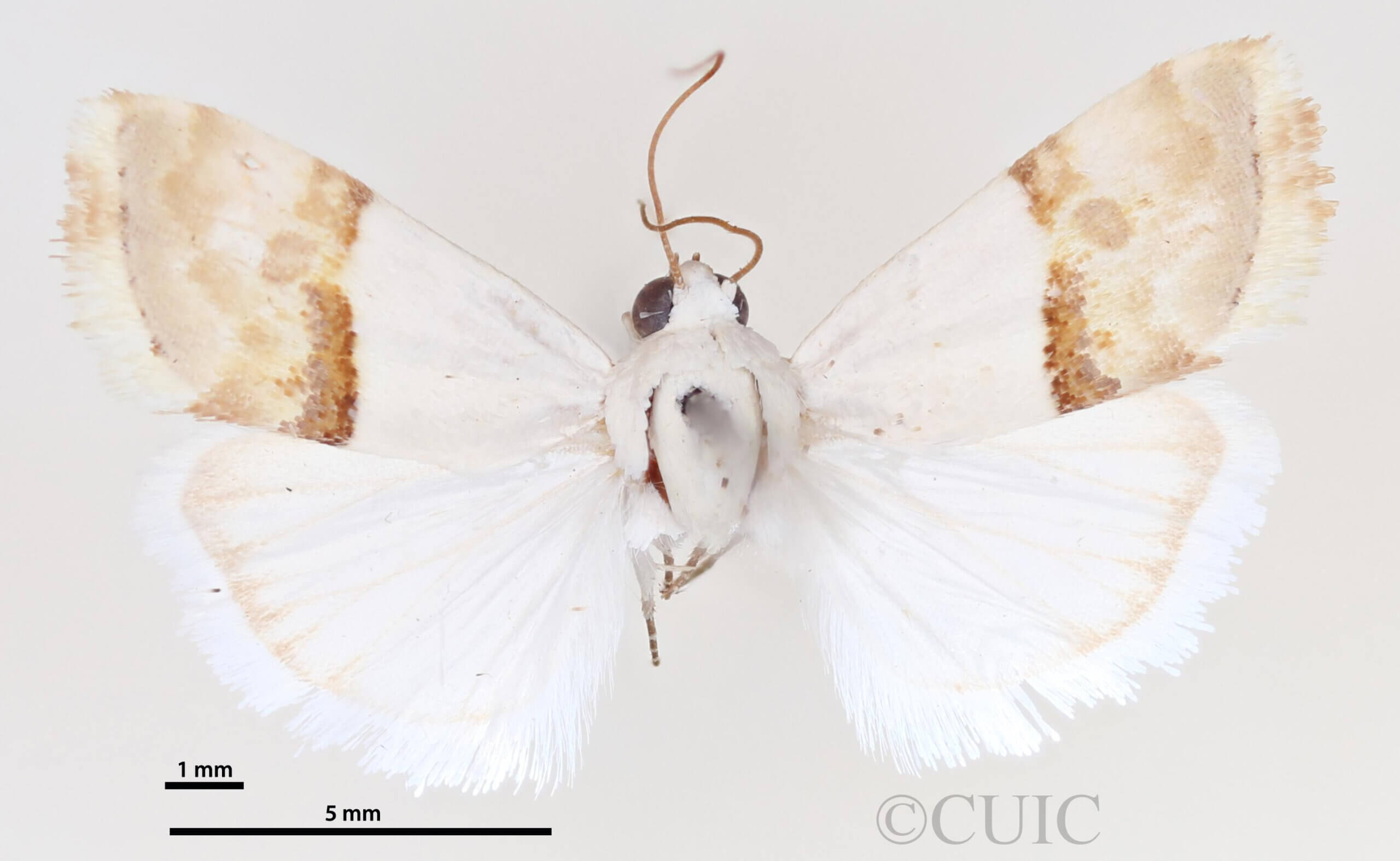 dorsal view of adult Ponometia elegantula