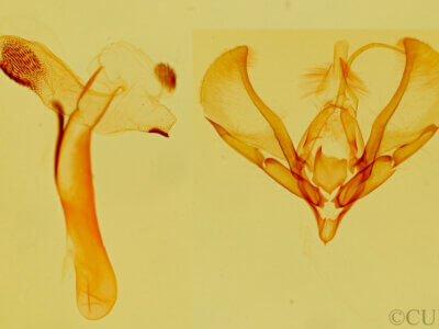 genitalia view of adult Tarache huachuca
