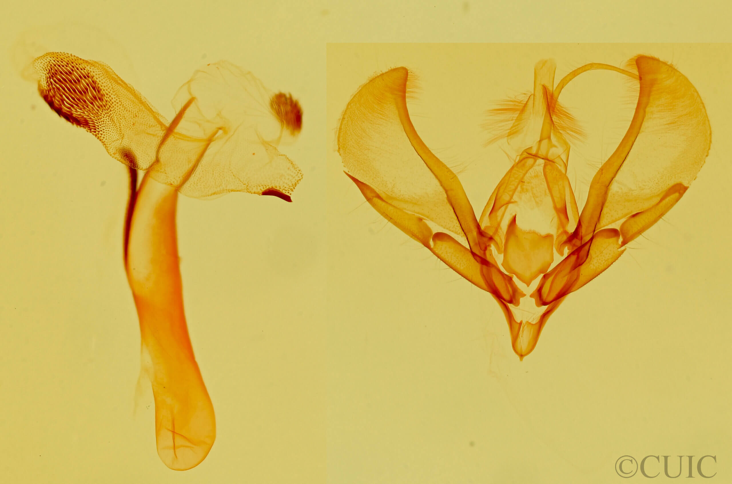 genitalia view of adult Tarache huachuca
