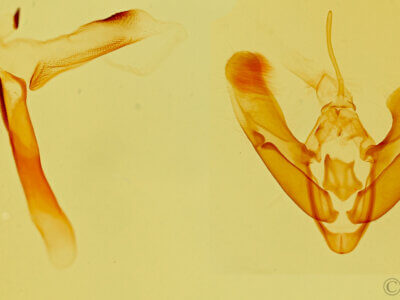 genitalia view of adult Tarache bilimeki