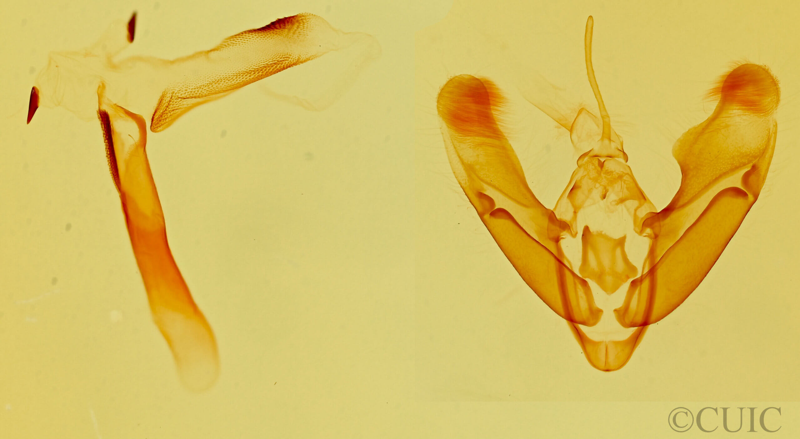genitalia view of adult Tarache bilimeki