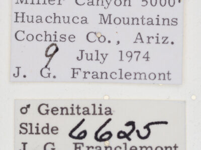 label view of adult Tarache bilimeki