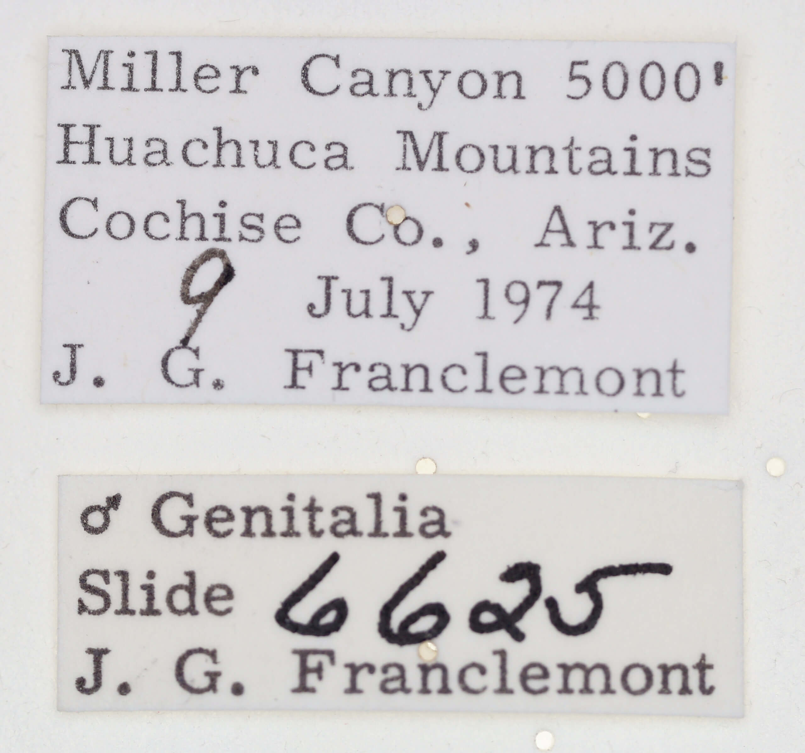 label view of adult Tarache bilimeki