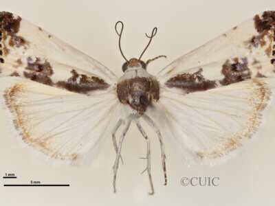 dorsal view of adult Tarache bilimeki