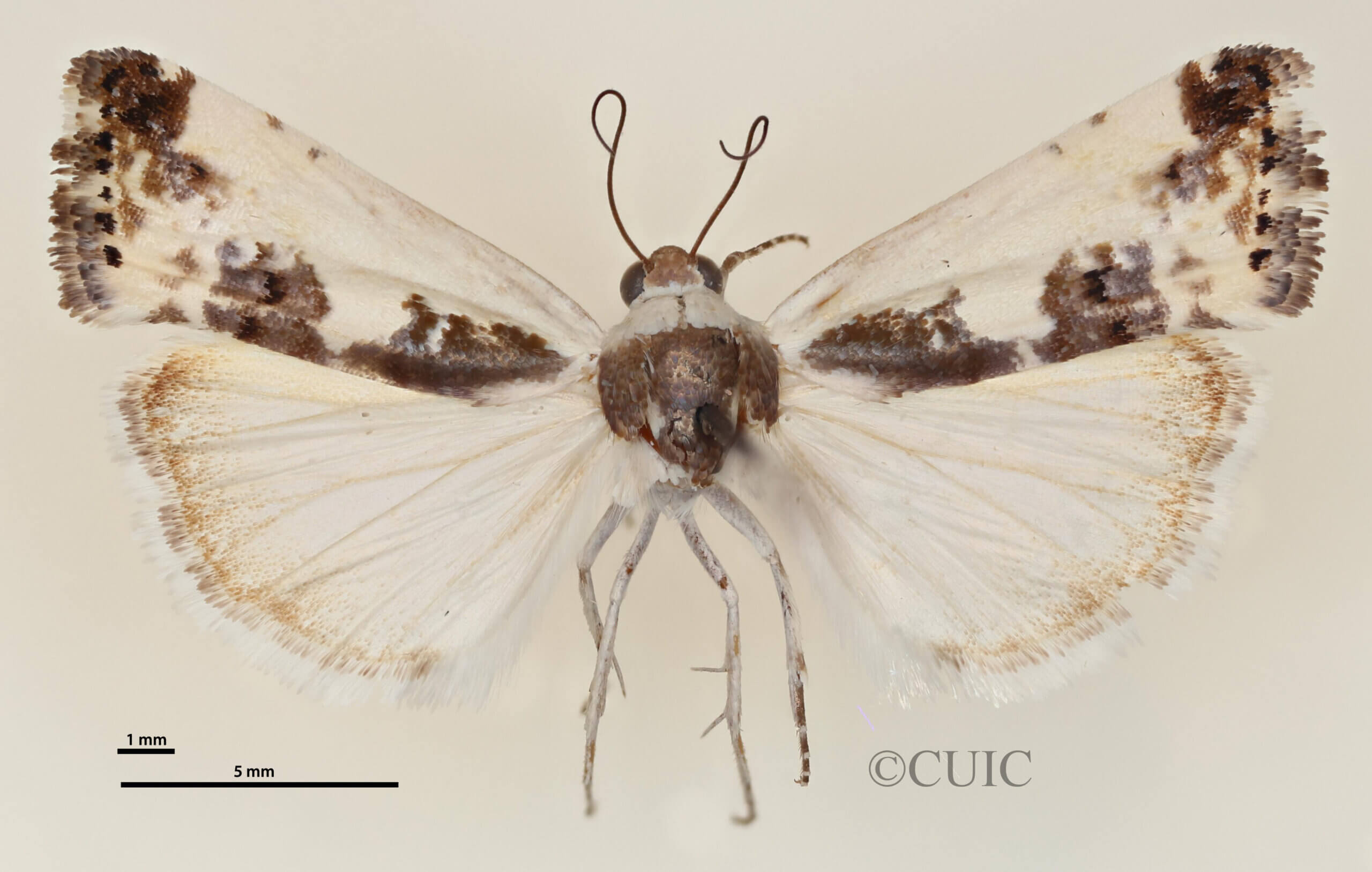 dorsal view of adult Tarache bilimeki