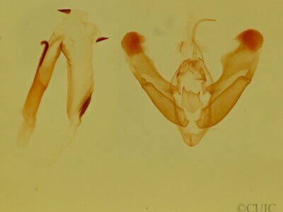 genitalia view of adult Tarache bilimeki