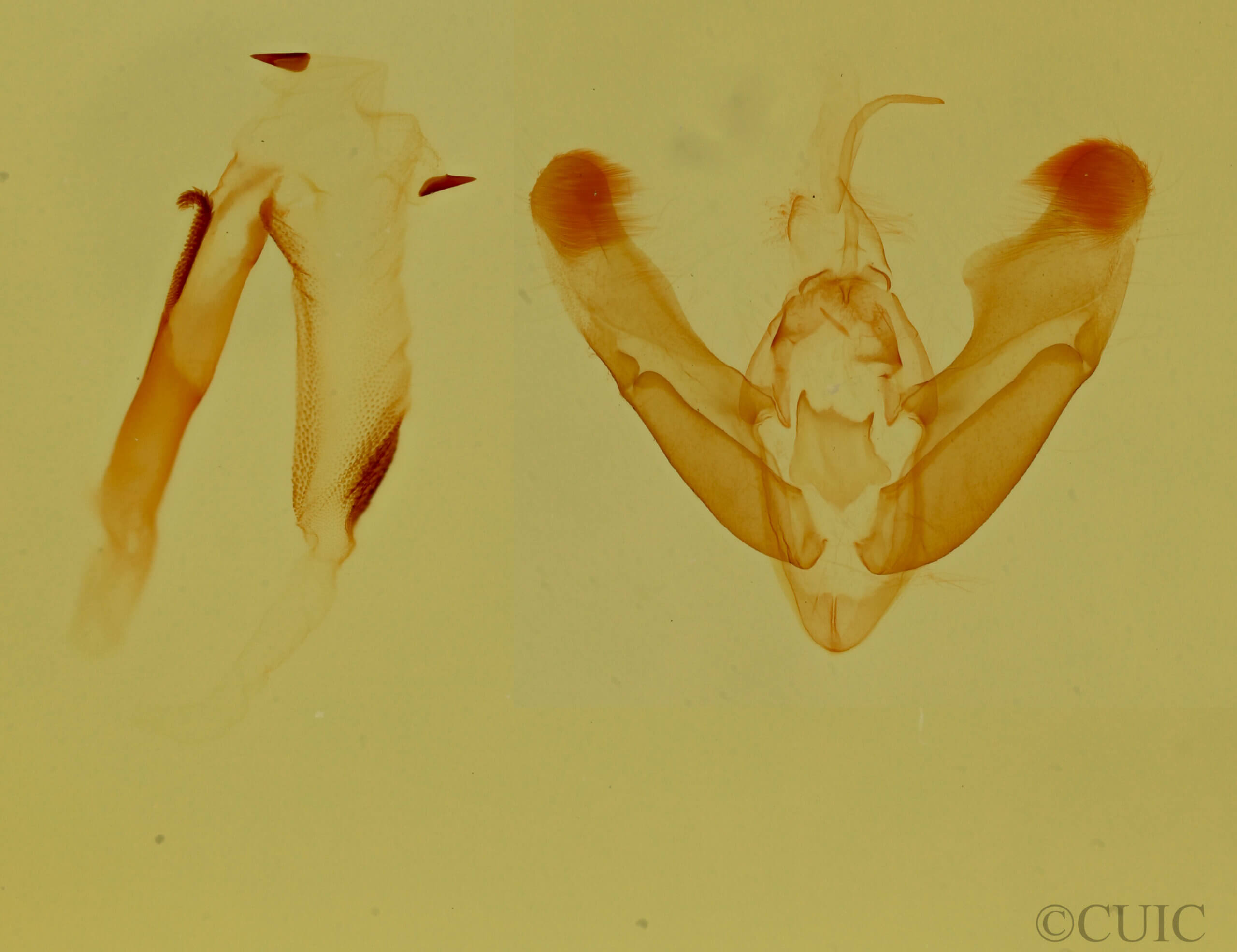 genitalia view of adult Tarache bilimeki