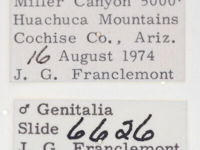 label view of adult Tarache bilimeki