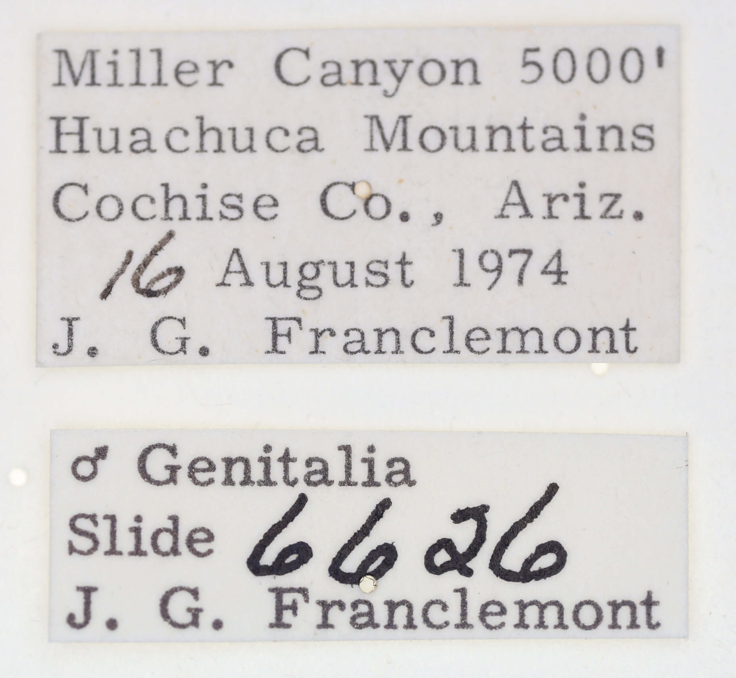 label view of adult Tarache bilimeki