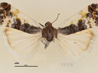 dorsal view of adult Tarache bilimeki