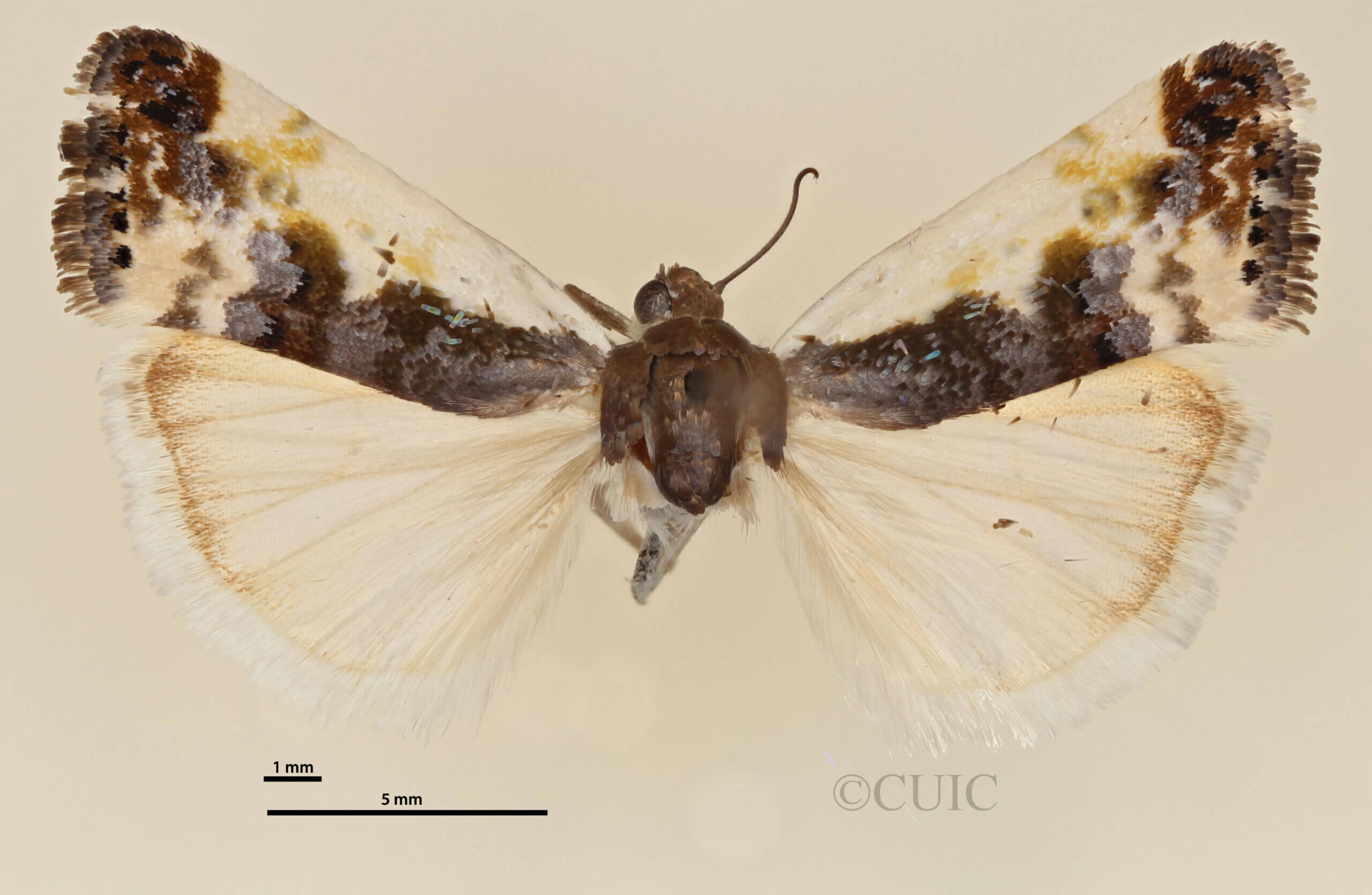 dorsal view of adult Tarache bilimeki