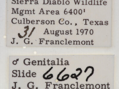 label view of adult Tarache lanceolata