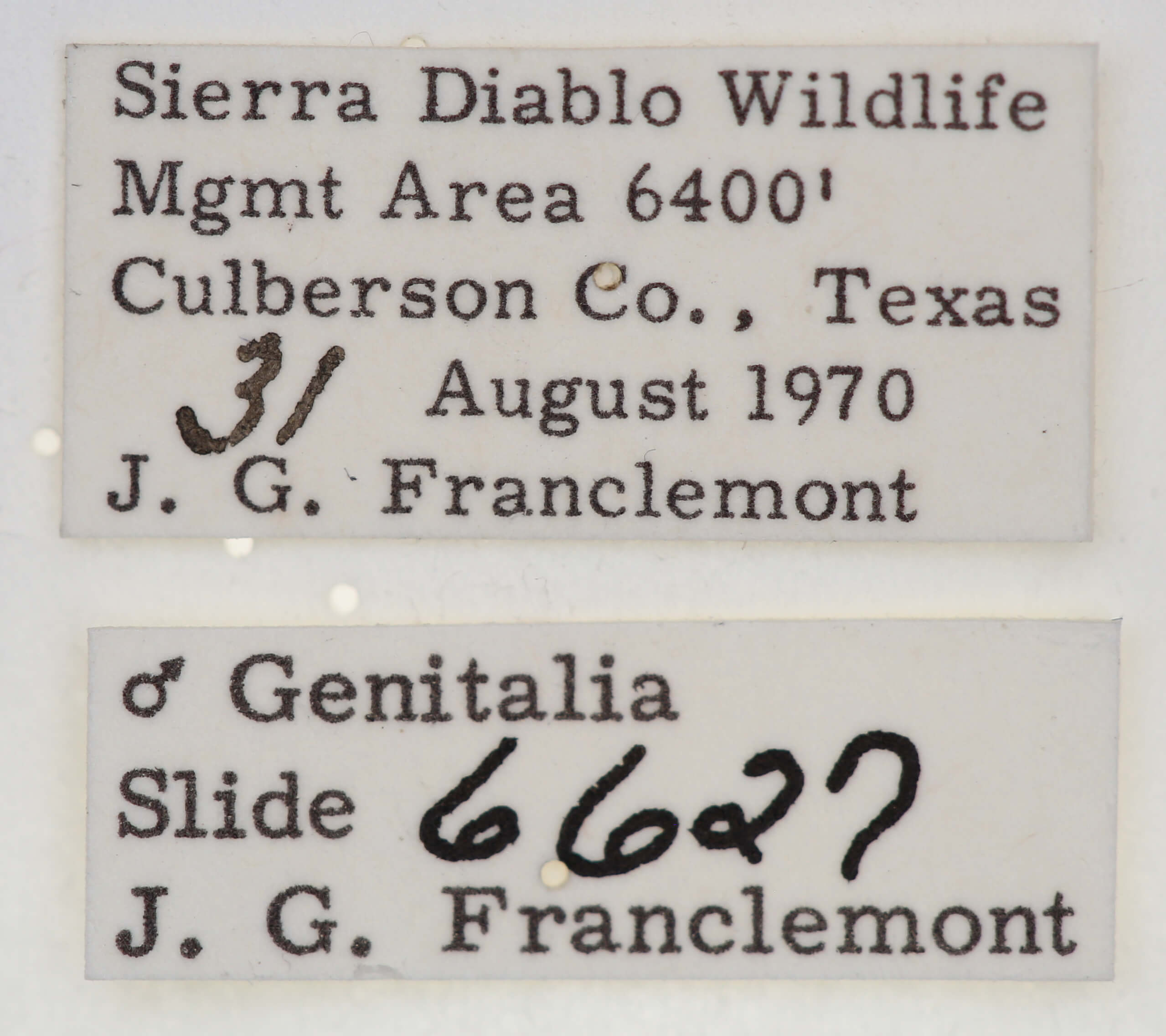 label view of adult Tarache lanceolata