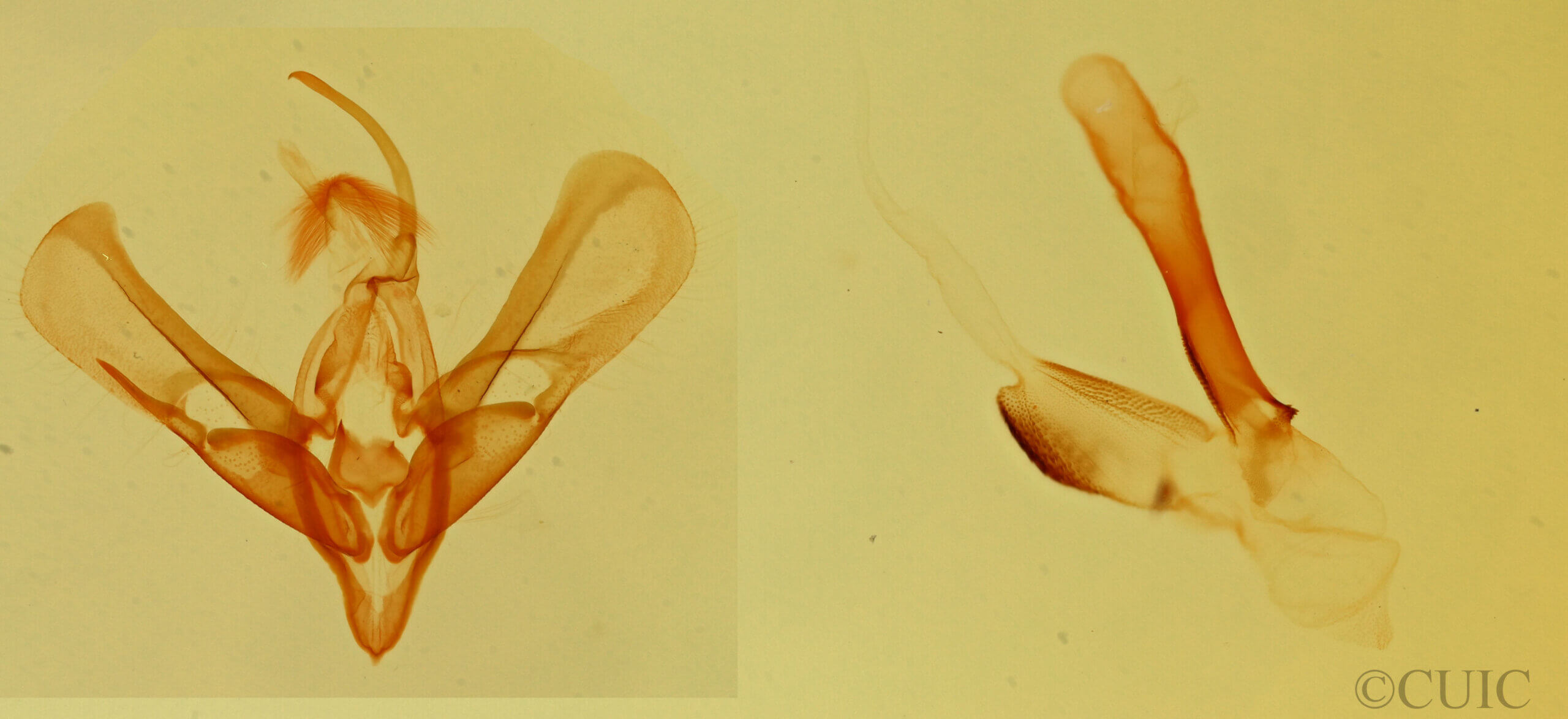 genitalia view of adult Tarache lanceolata