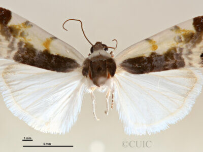 dorsal view of adult Tarache lanceolata