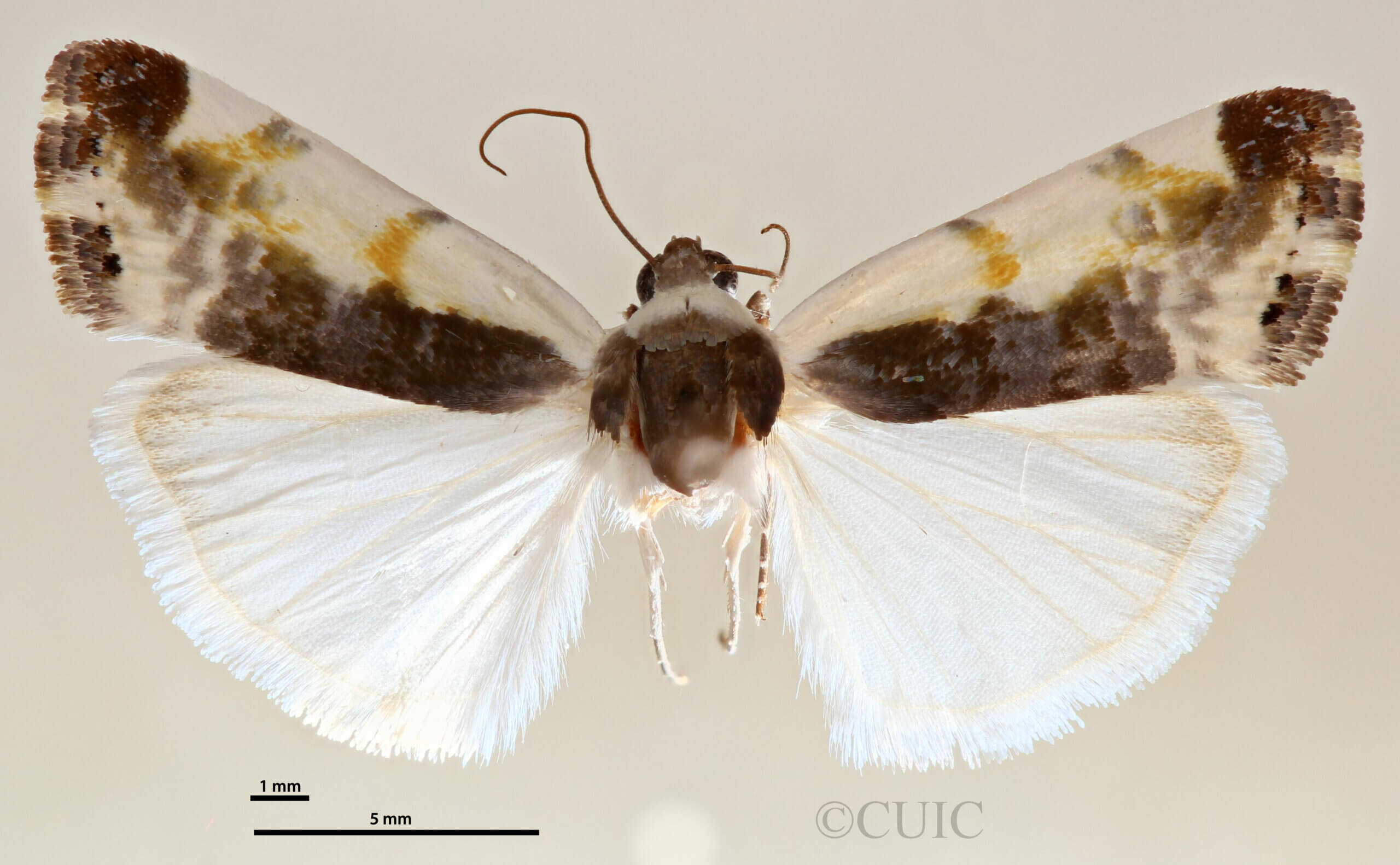 dorsal view of adult Tarache lanceolata