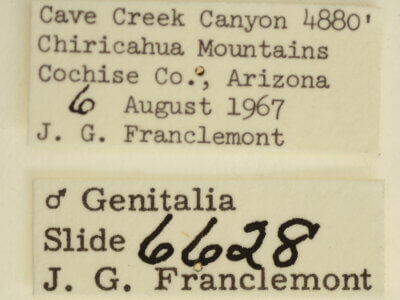 label view of adult Tarache axendra