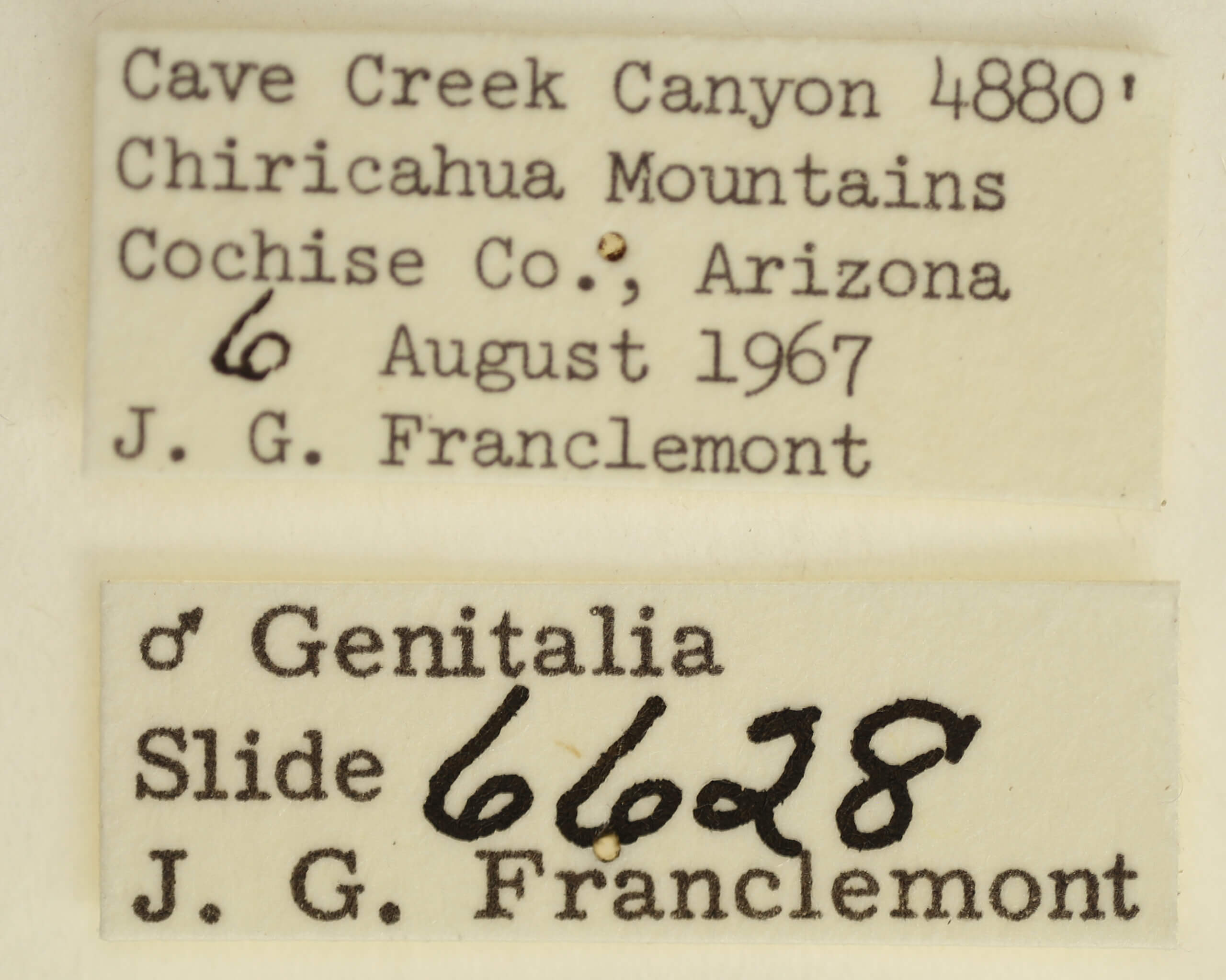 label view of adult Tarache axendra