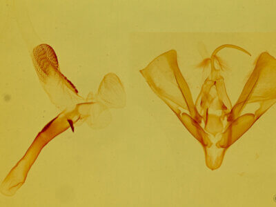 genitalia view of adult Tarache axendra