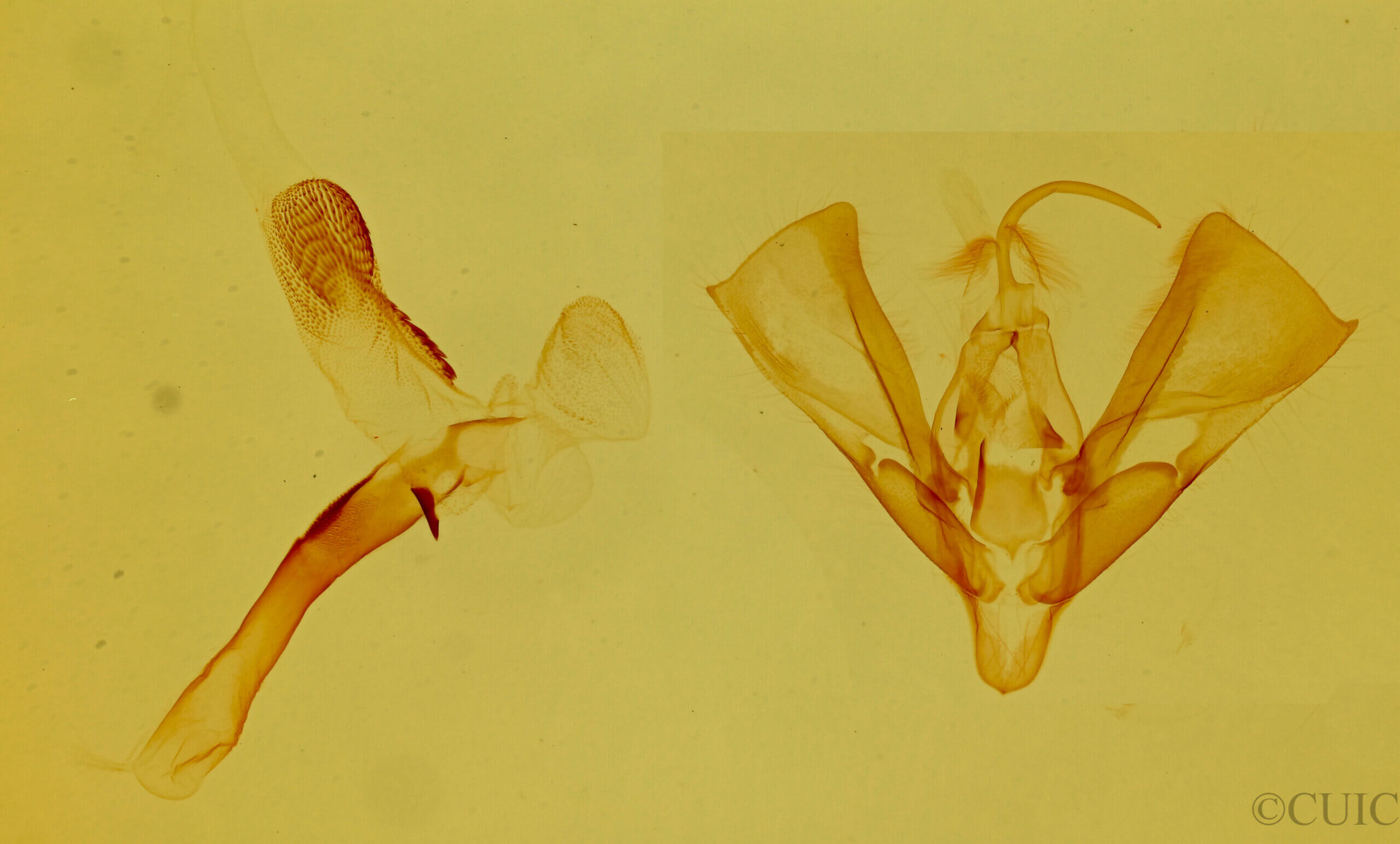 genitalia view of adult Tarache axendra