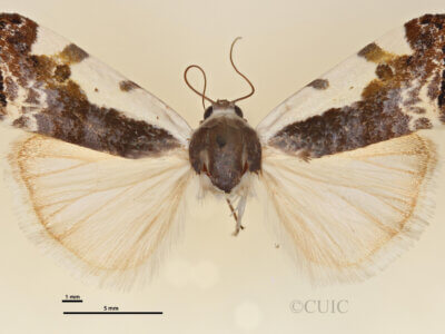 dorsal view of adult Tarache axendra