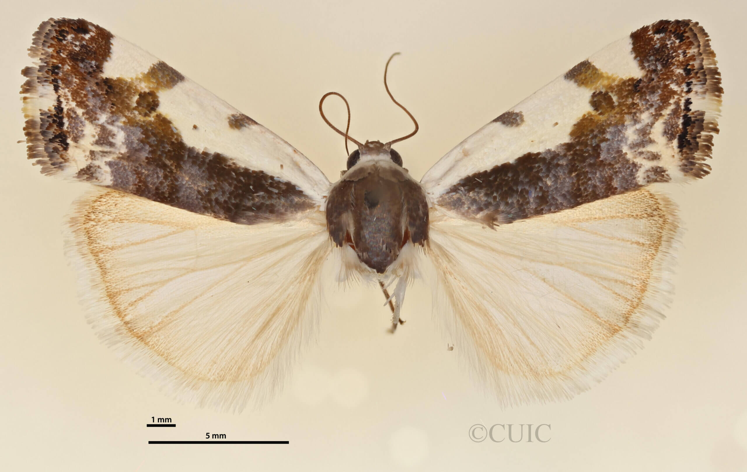 dorsal view of adult Tarache axendra