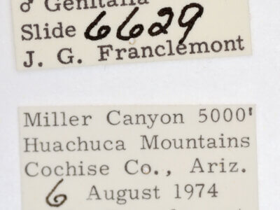 label view of adult Ponometia bicolorata