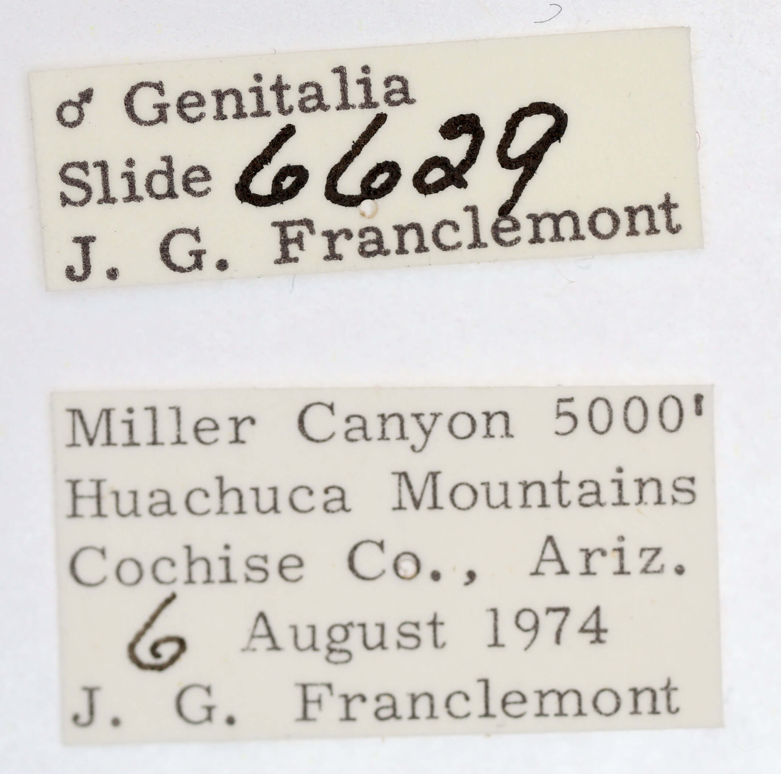 label view of adult Ponometia bicolorata