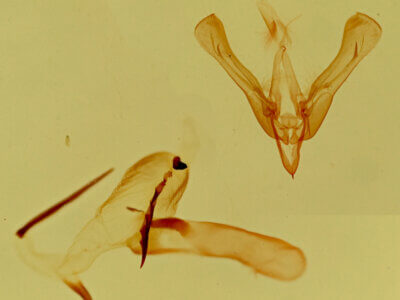 genitalia view of adult Ponometia bicolorata