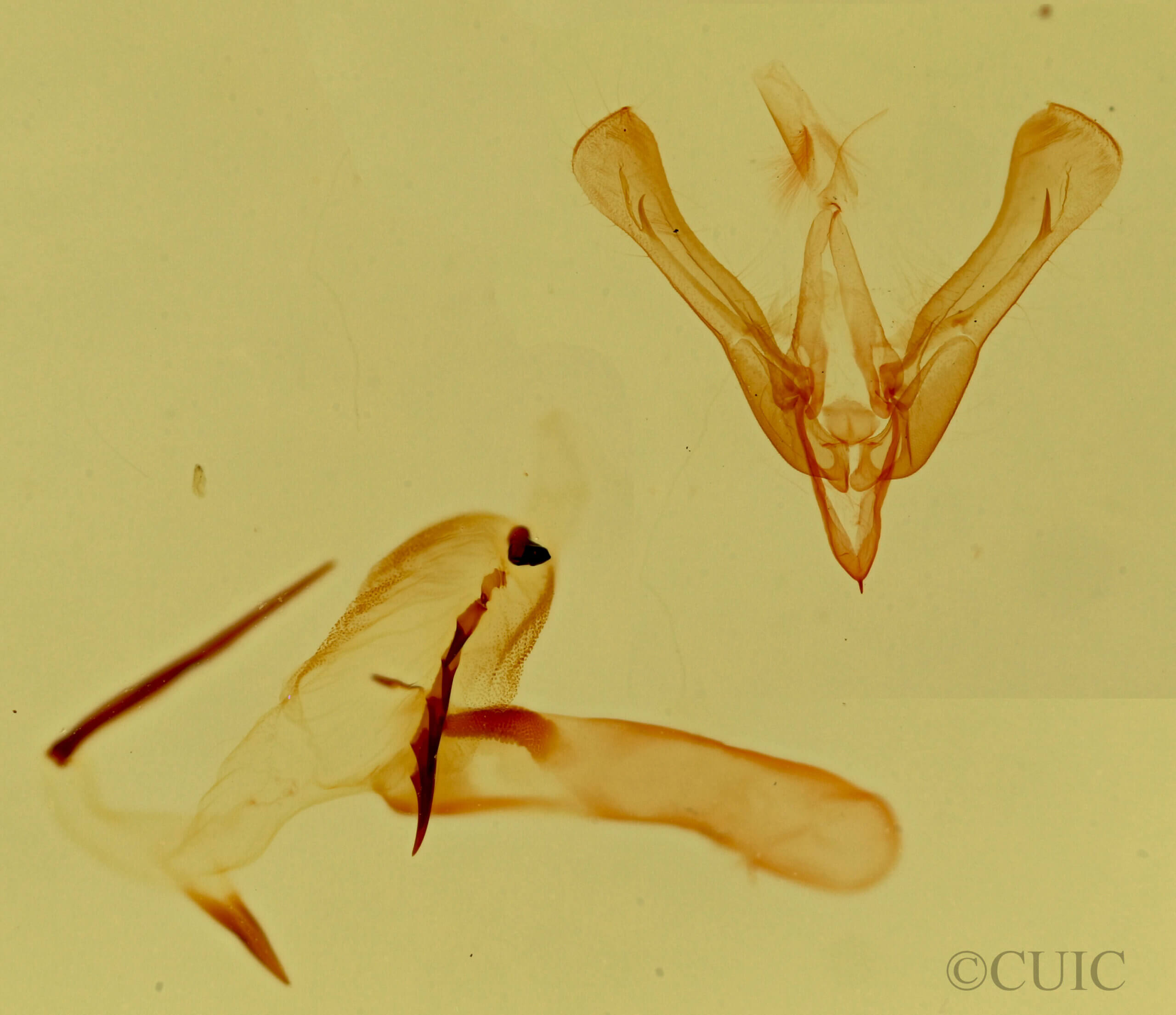 genitalia view of adult Ponometia bicolorata