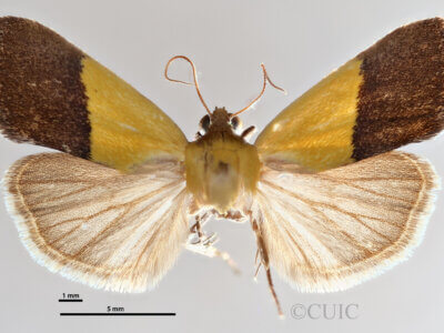 dorsal view of adult Ponometia bicolorata