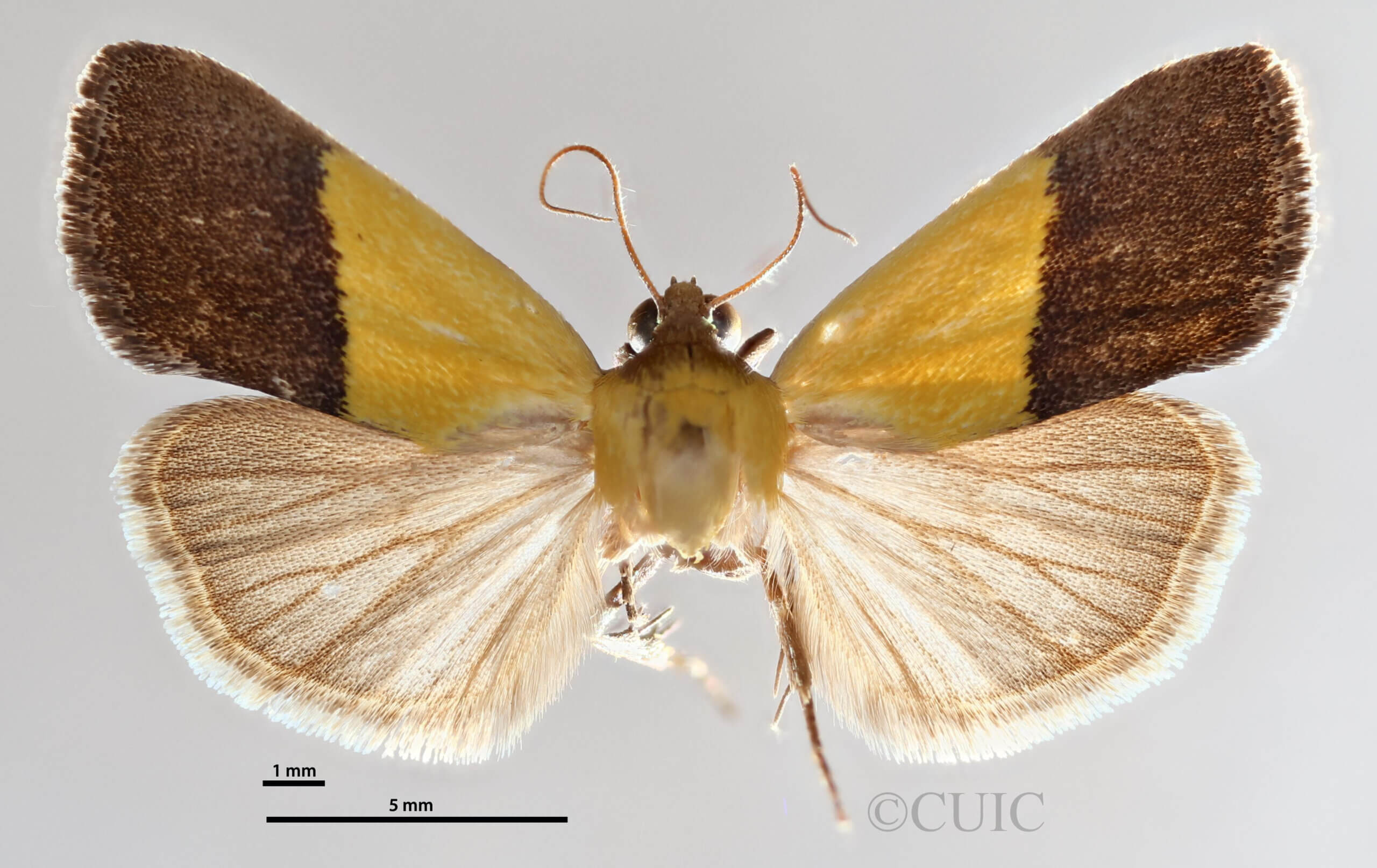 dorsal view of adult Ponometia bicolorata