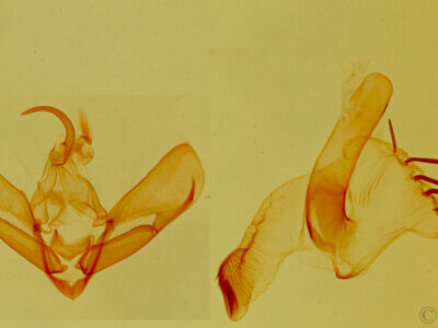 genitalia view of adult Tarache sutor