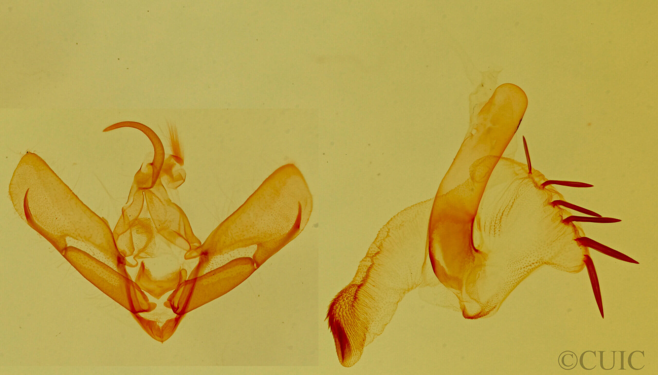 genitalia view of adult Tarache sutor