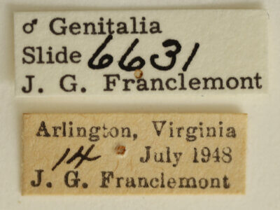 label view of adult Tarache aprica