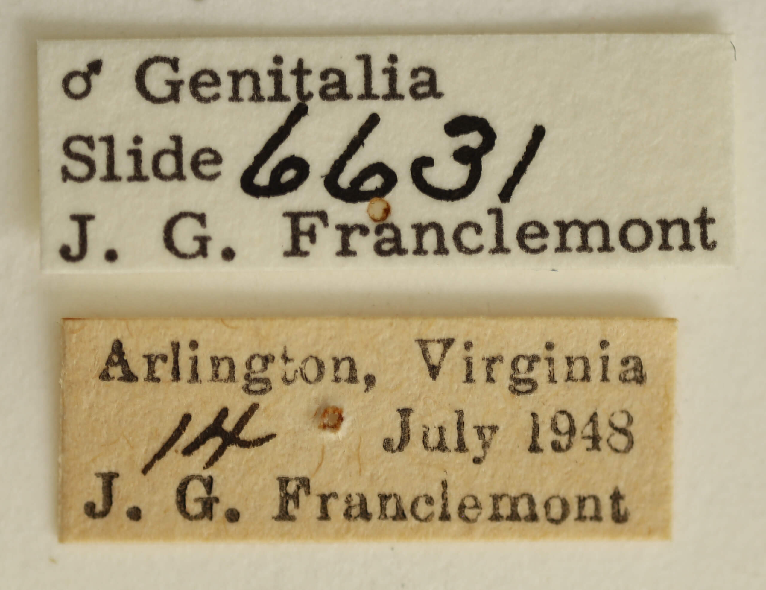 label view of adult Tarache aprica