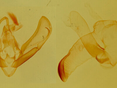 genitalia view of adult Tarache aprica