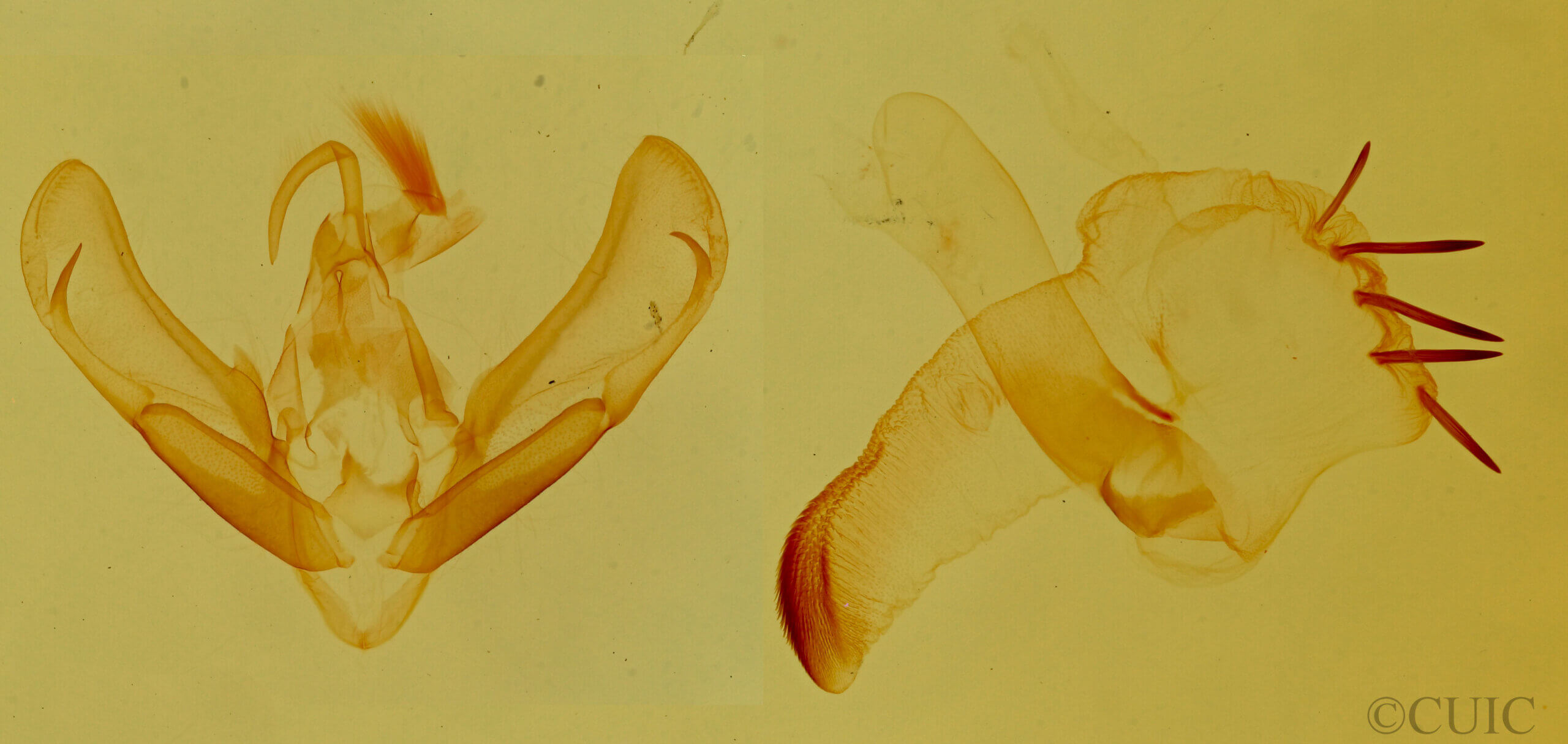 genitalia view of adult Tarache aprica