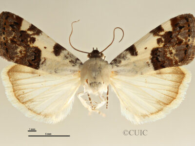 dorsal view of adult Tarache aprica